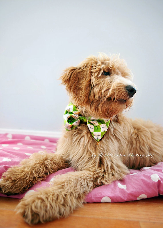 wedding argyle dog bow tie