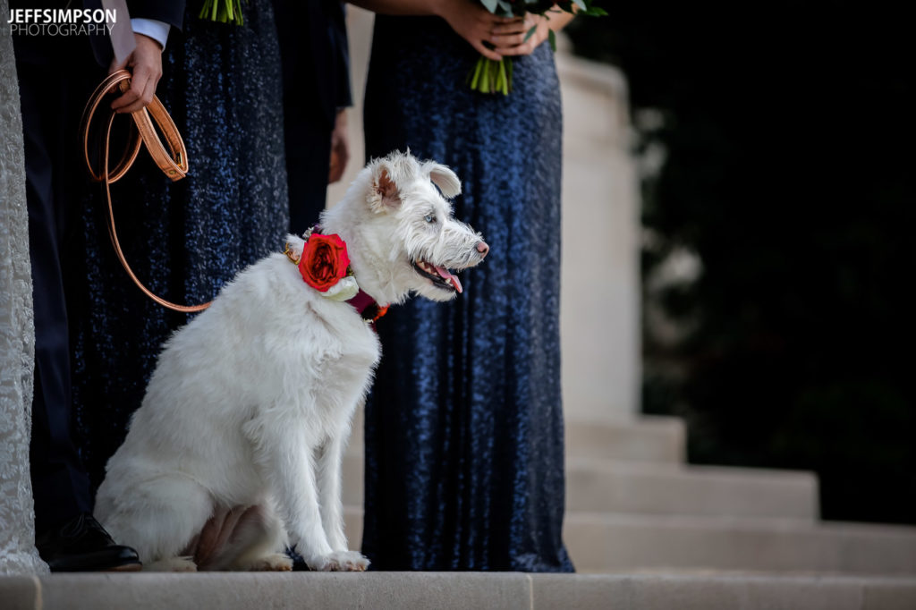 Carnegie Institute of Science Washington DC wedding dog