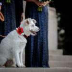 Carnegie Institute of Science Washington DC wedding dog