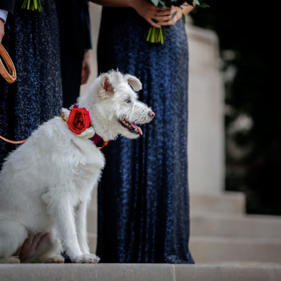 White Dog at Carnegie Institution for Science Wedding - Bellwether Events
