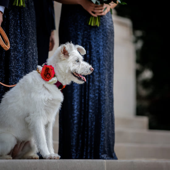 White Dog at Carnegie Institution for Science Wedding - Bellwether Events