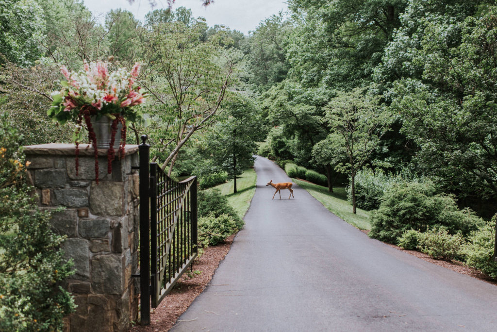 the driveway being crossed by a doe, leading to a Virginia home about to host a private wedding - planned by Bellwether Events