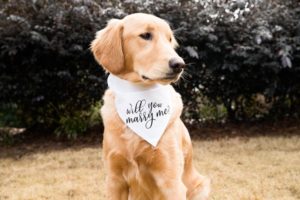 will you marry me bandana - puppy dog proposal - ways to propose while at home