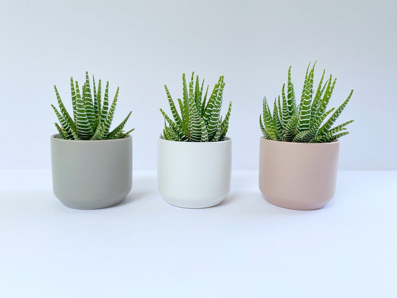 potted plants succulents for your 10/10 zoom room rating