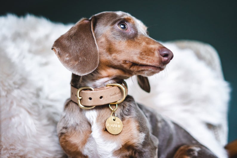 gift for pet: faux leather collar