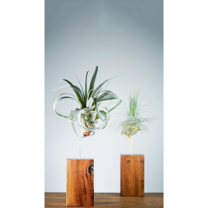 gifts for plant parents - wired rustic air plant display