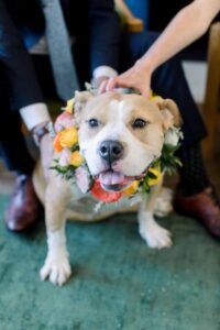 dog in floral collar Riggs Hotel rooftop wedding DC