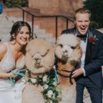 DAR DC Winter Wedding - alpacas