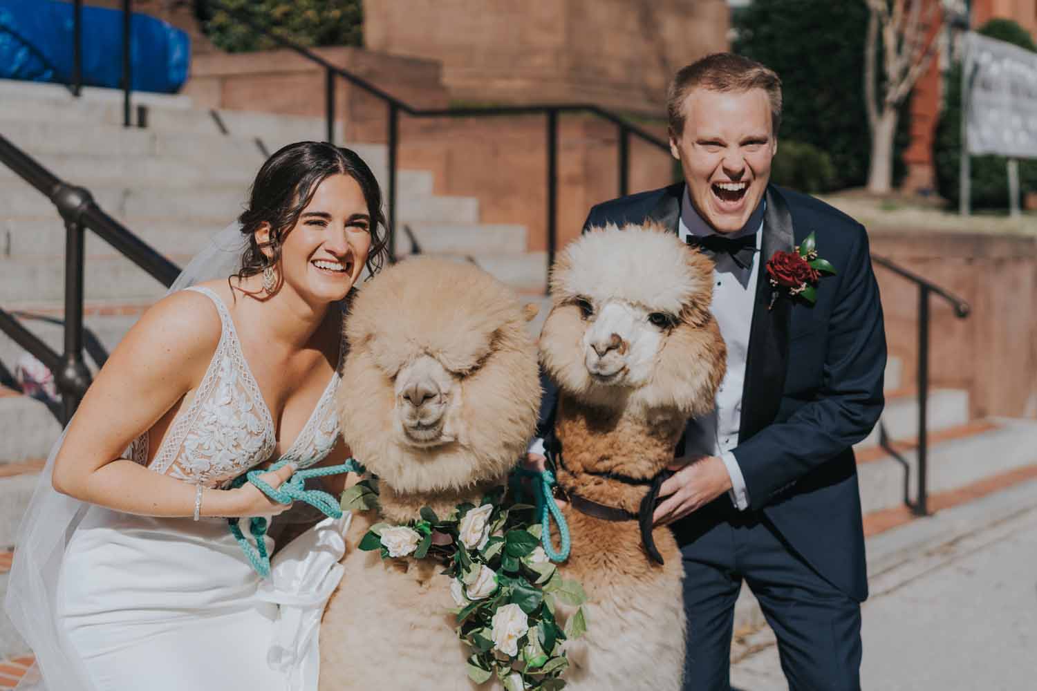 DAR DC Winter Wedding - alpacas